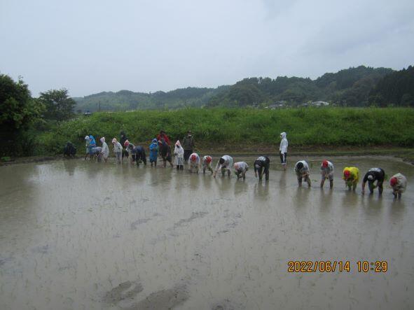 ５年生　田植え