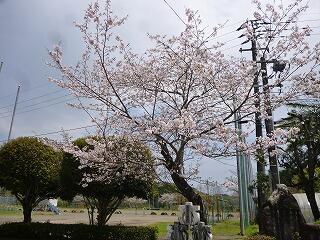 校門の桜
