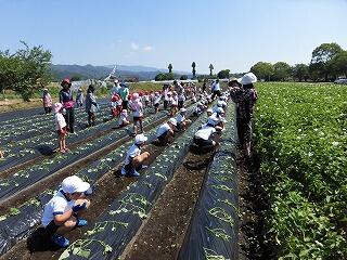 大きなおいもになーれ！