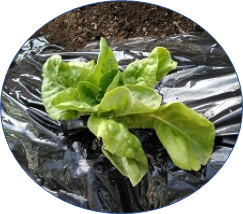 ４１４１４１４１６５