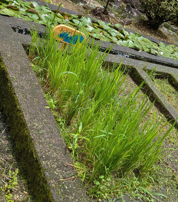 １４３３２３１