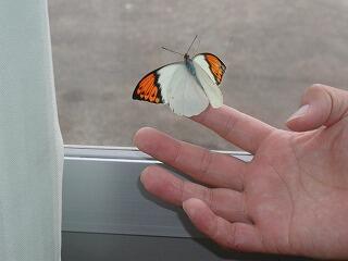 ツマベニチョウがくる学校