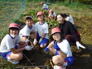 芋の収穫の様子