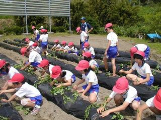 芋植え活動の様子