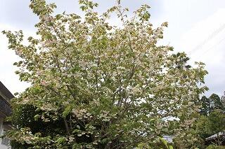 鬱金（うこん）