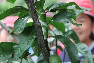 アゲハチョウの幼虫