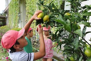 みかんの収穫