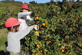 みかんの収穫