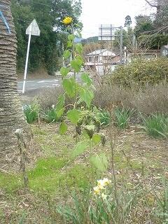 遅咲きのヒマワリ