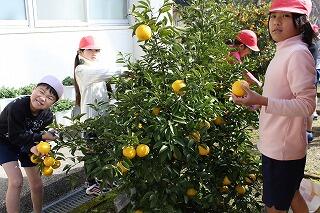 日向夏と金柑の収穫