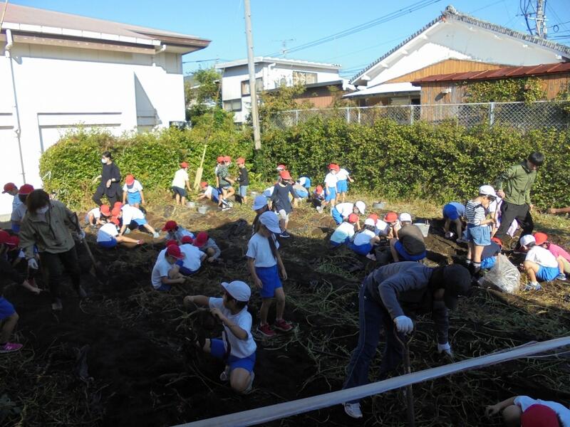 いもほり体験の様子