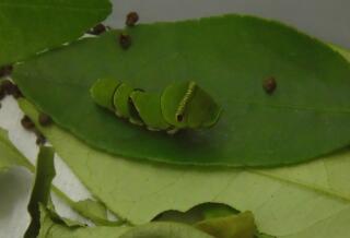 きれいなみどりいろです