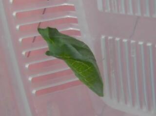 はっぱみたいだね