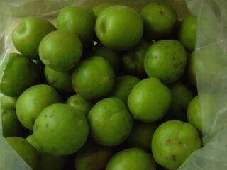 たくさん大きな梅がとれました