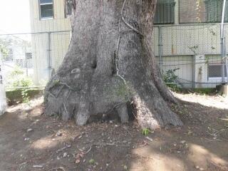 この木なんの木