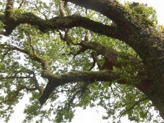 名前も知らない木ですから