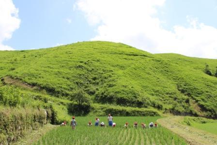 田んぼの草取り