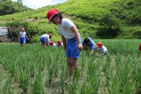 田んぼの草取り