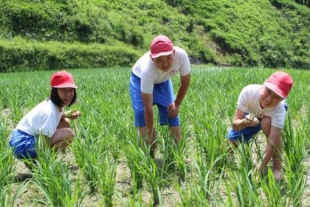 田んぼの草取り