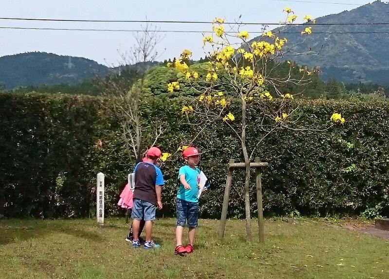 イペーの花 イペーの花