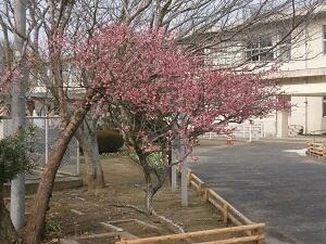 校門にある紅梅です。