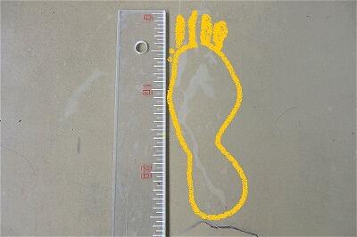 サイズは、２０cmを超えているようです