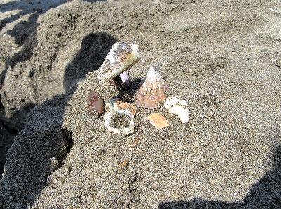 貝のお城かな?!