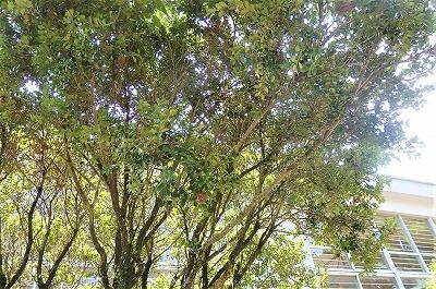 たくさんいますよ