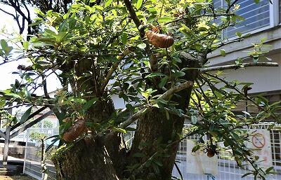 2つではありません