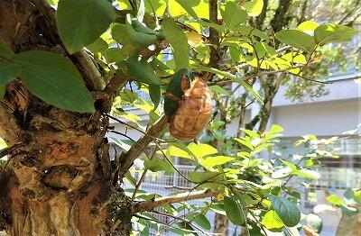 葉にしがみついていますよ