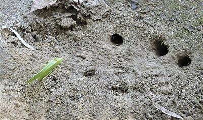 土にあなが、ふえています