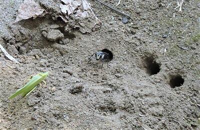 黒い虫が、ほったのかな?!