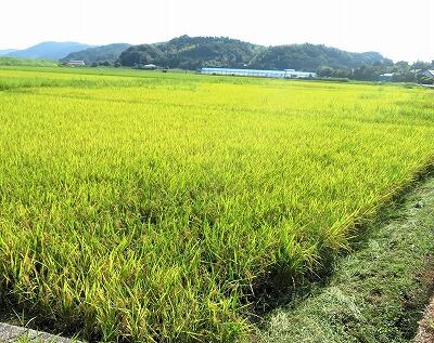きれいな黄金色です
