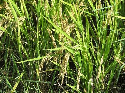 餅つきが楽しみです!!