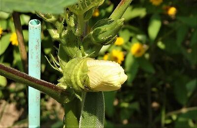 何の花でしょう?!