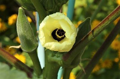 おいしそうです