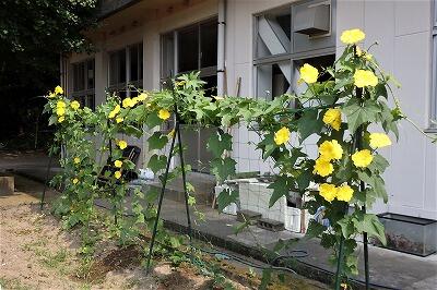 どこに咲いているかな?!