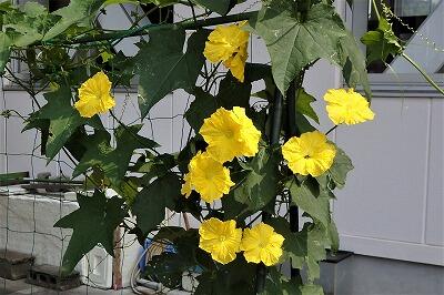 たくさん咲いていますね