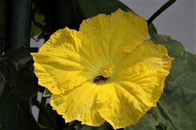 ハチは、何をしているのかな?!