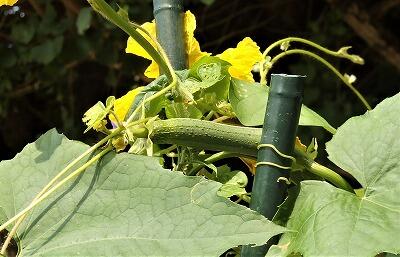 キュウリかな?!