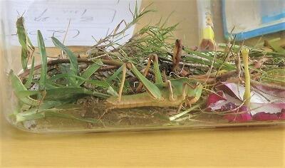 バッタの王様のようですね