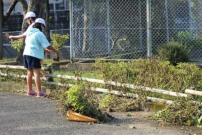 塩水がかかって花が枯れています