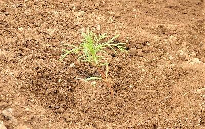 コスモスの苗です