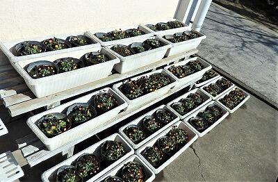 花いっぱいの卒業式の準備も着々