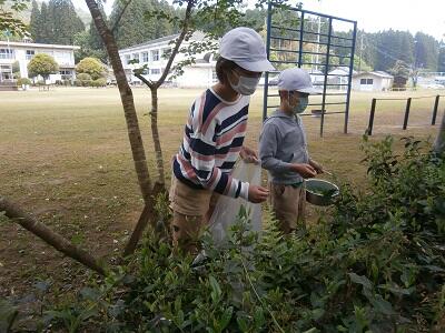 距離をとってのお茶摘みです。 距離をとってのお茶摘みです。