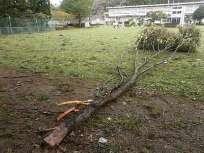 ケヤキの大きな枝です。 ケヤキの大きな枝です。