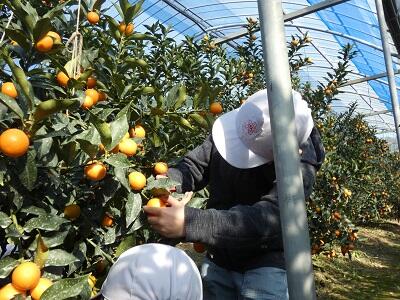 大きい玉を探しています。