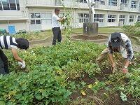 葉や茎をはらう