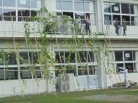 グリーンカーテン撤去