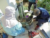 葉ボタンを植えます